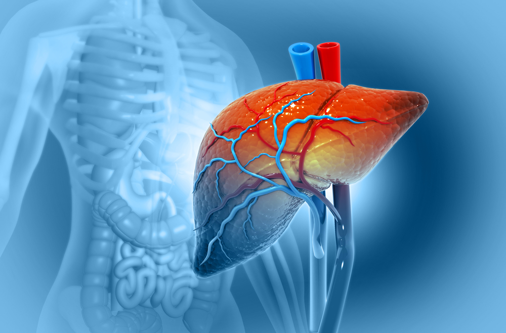 A digital graphic of a liver with the human anatomy blurred in the background.